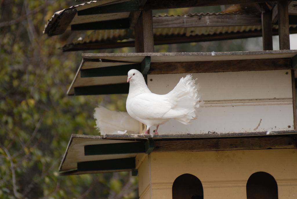 Bed and Breakfast The Dove Cote à Tanunda Extérieur photo